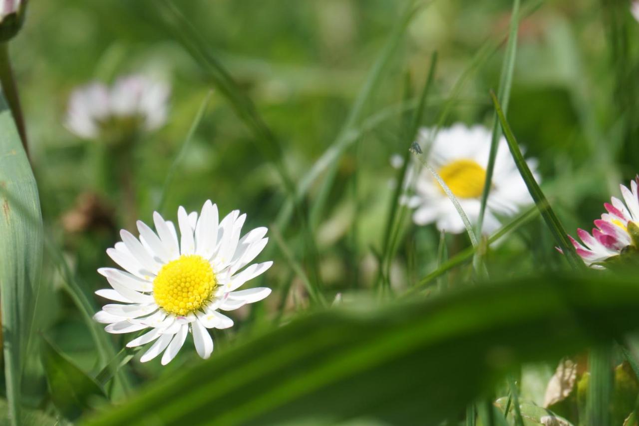 Appartements Blumenwiese Ramsau am Dachstein Zewnętrze zdjęcie
